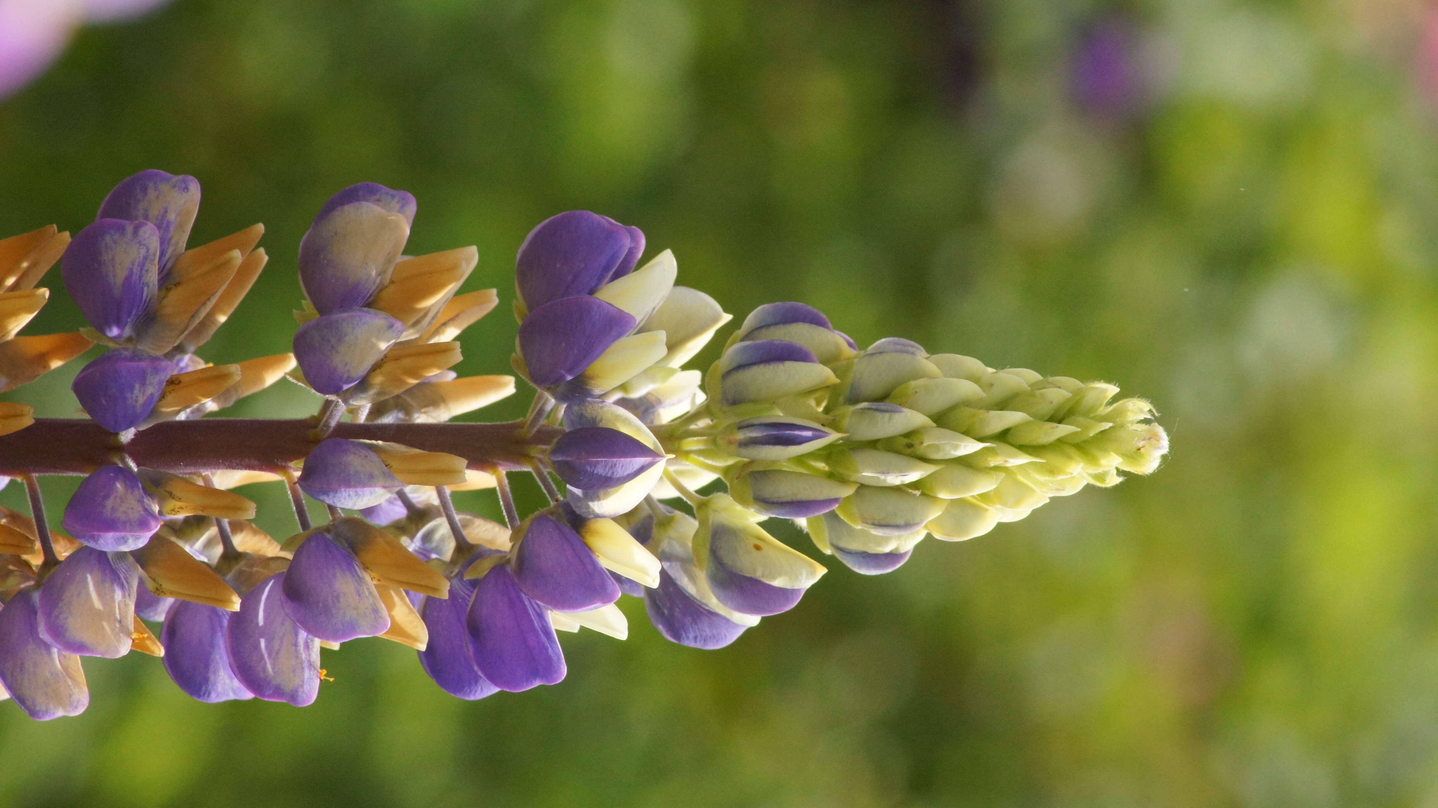 Image of narrowleaf lupine