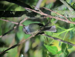 Image of White-throated Tyrannulet