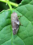 Image of European Alder Spittlebug