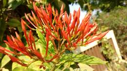 Image of ixora