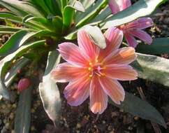 Image of Truckee lewisia