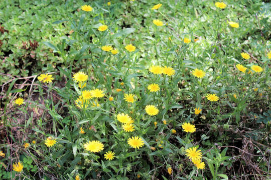 Image of field marigold