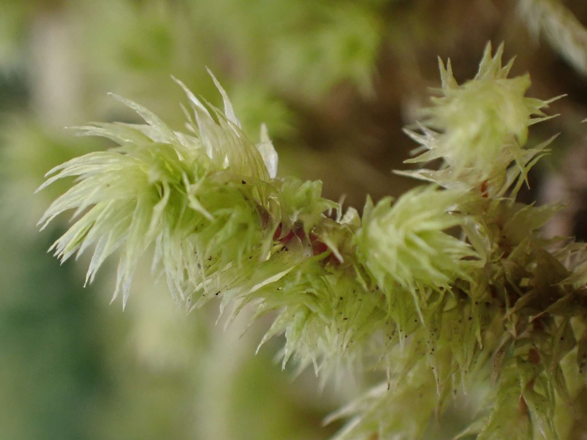 Image of Electrified Cat's Tail Moss