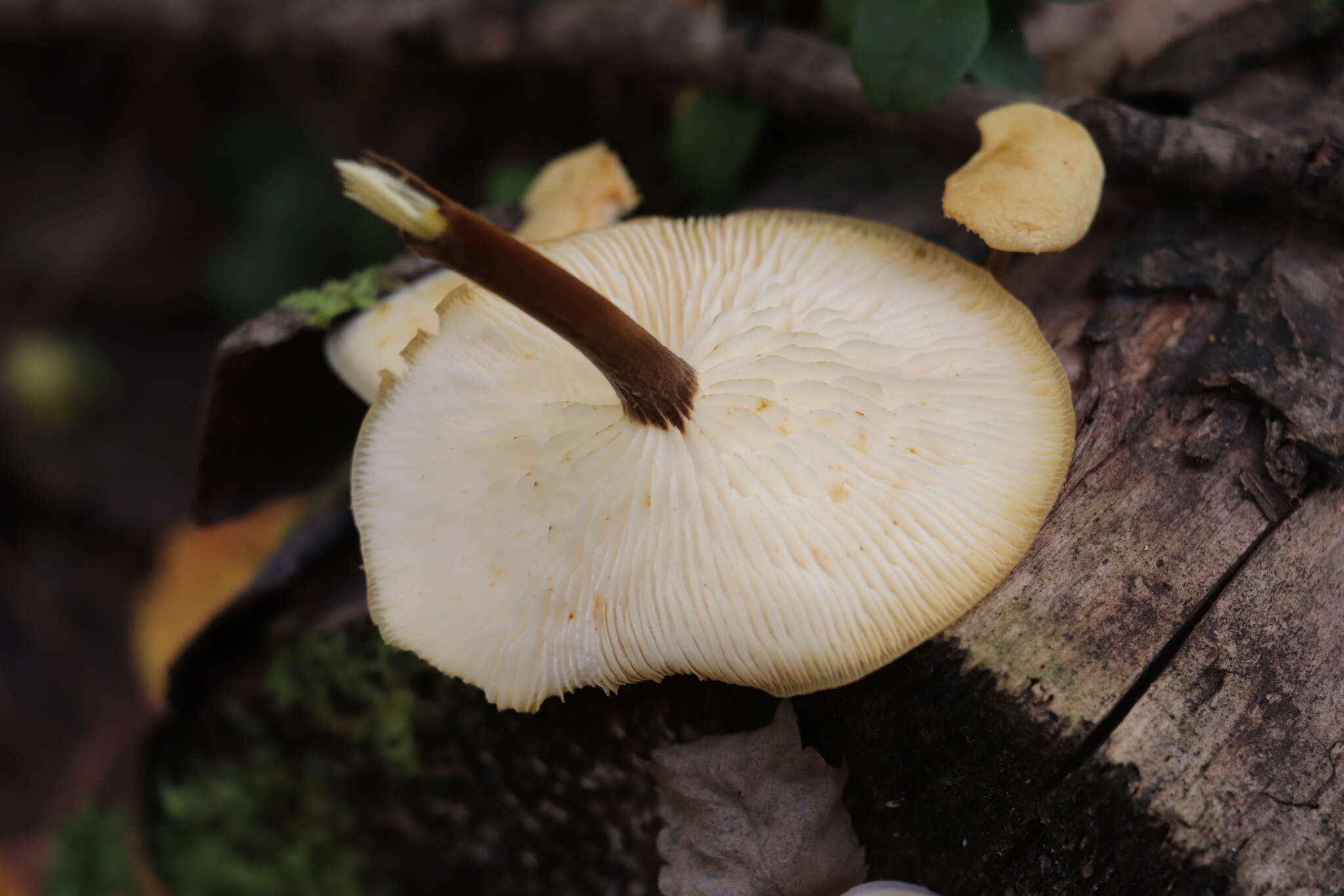 Plancia ëd Flammulina velutipes (Curtis) Singer 1951