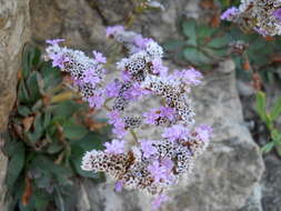 صورة Limonium multiflorum Erben