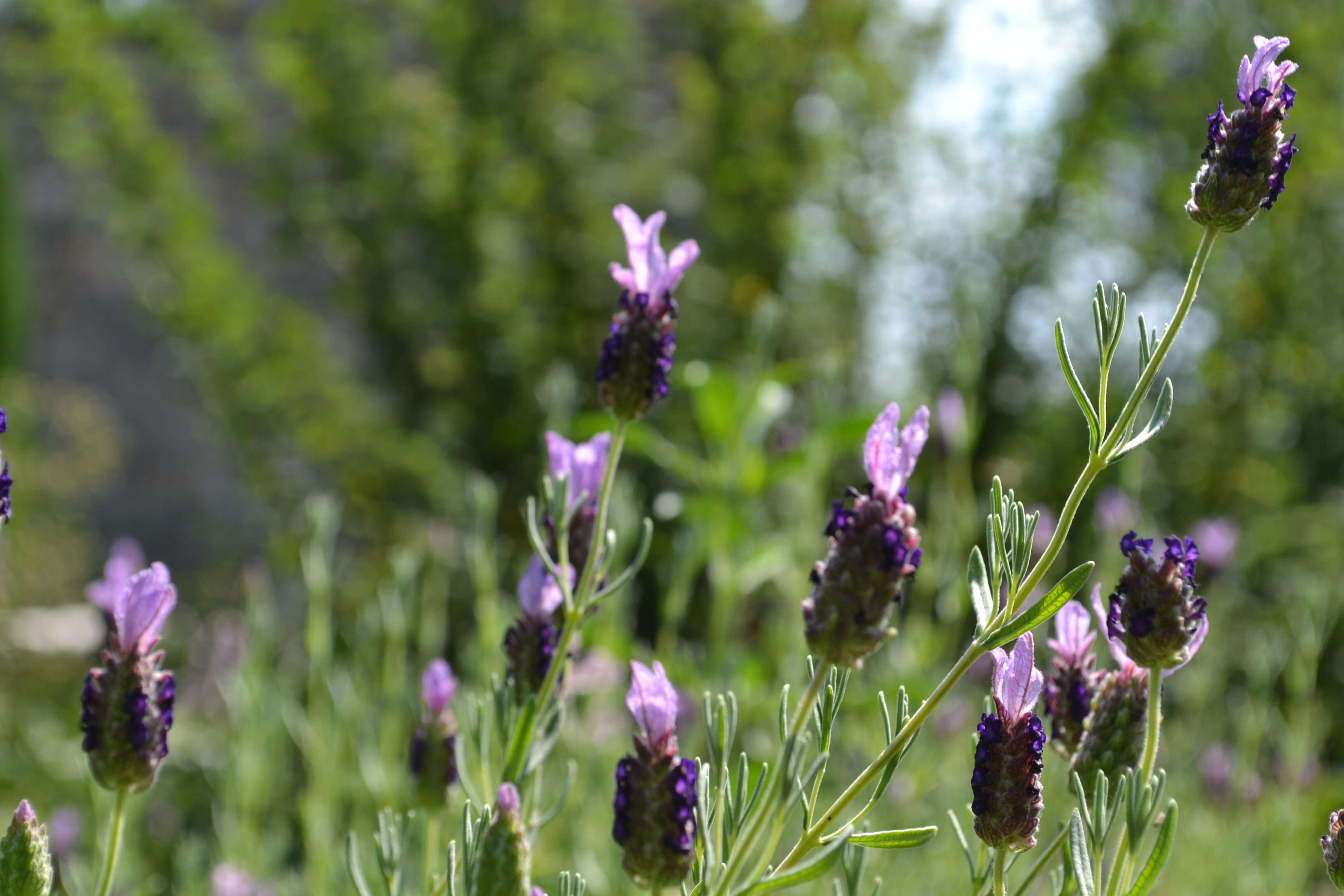 Image of French lavender