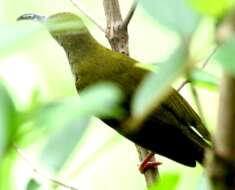 Image of Bornean Spiderhunter