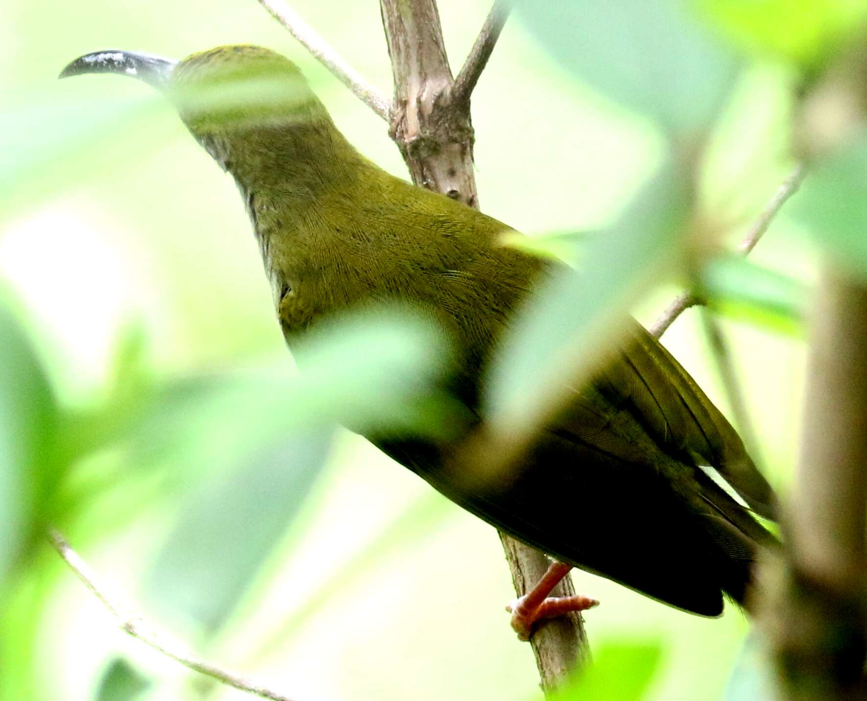 Image of Bornean Spiderhunter