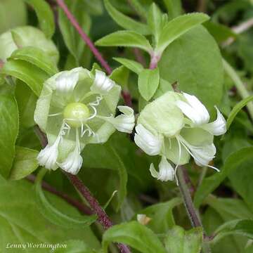 Слика од Silene baccifera (L.) Roth