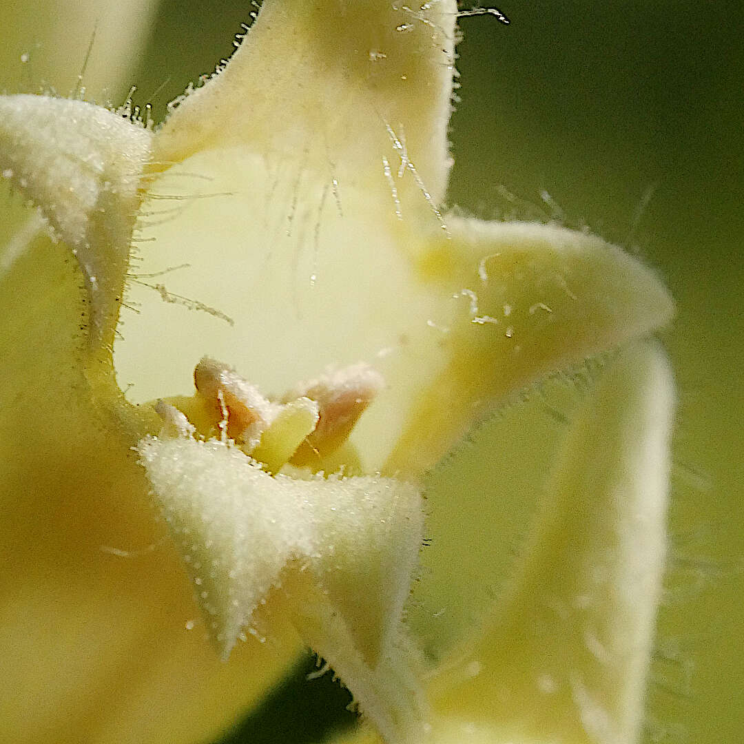 Imagem de Digitalis lutea L.