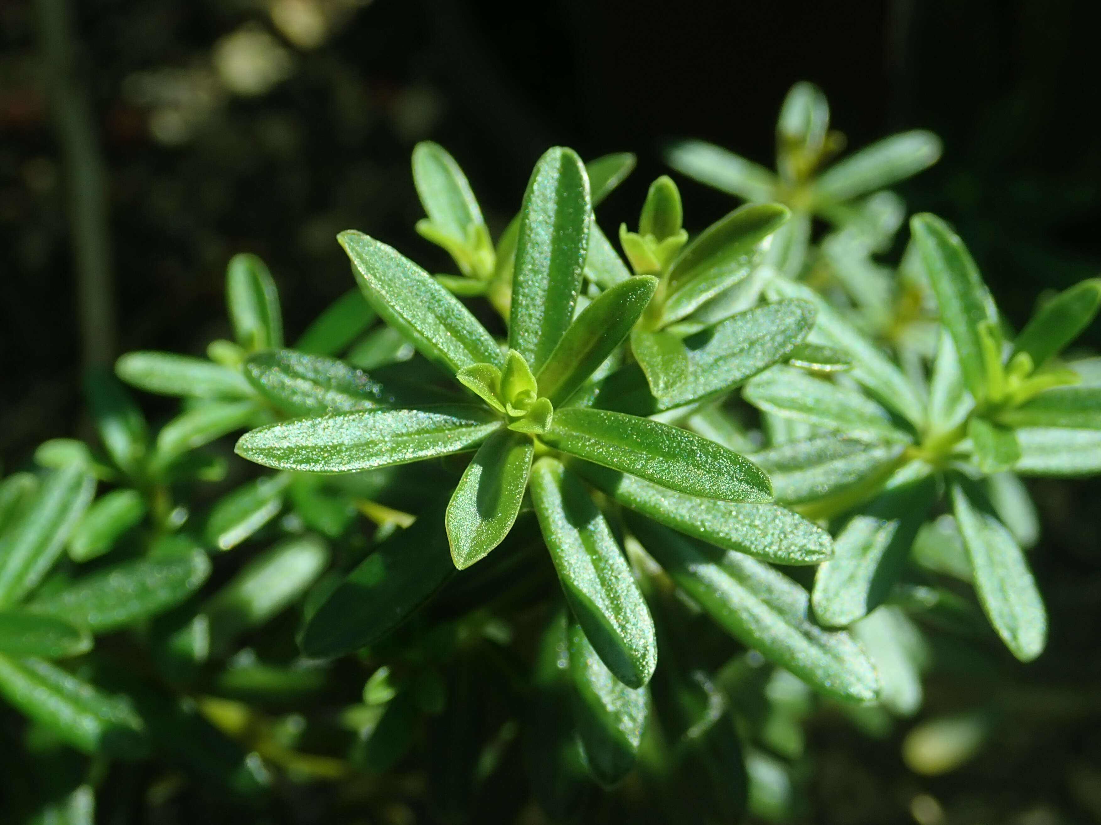 Image of Needle-leaf Wax Plant