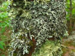 Image of Hypotrachyna lichen