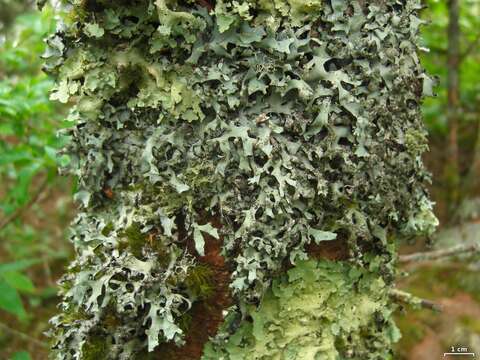 Image of Hypotrachyna lichen