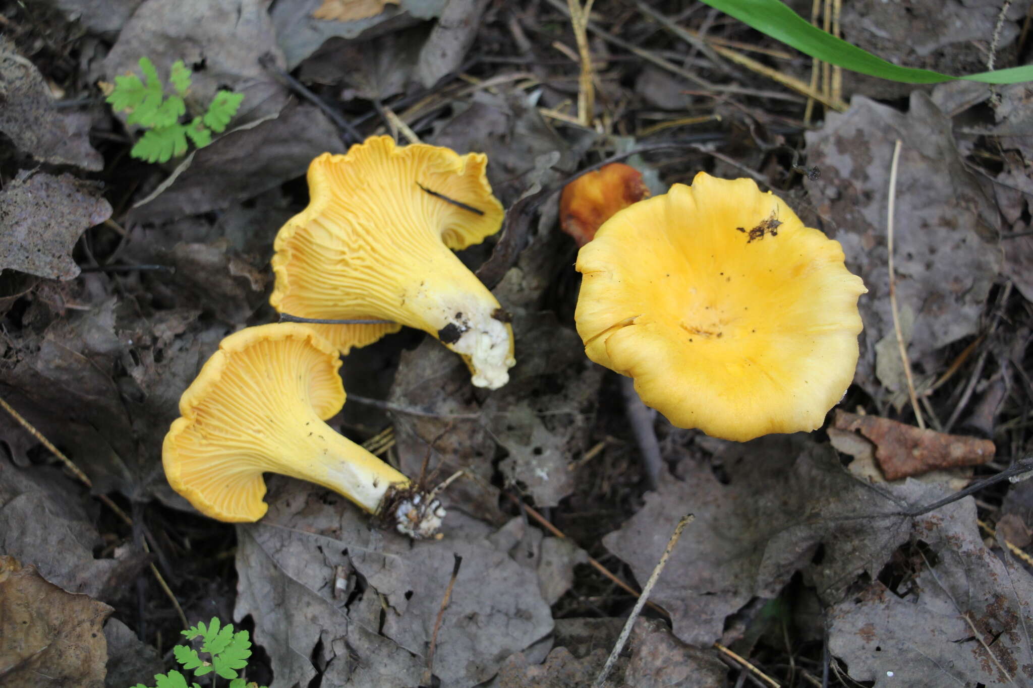 Image of Chanterelle