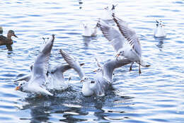 Image of Black-headed Gull