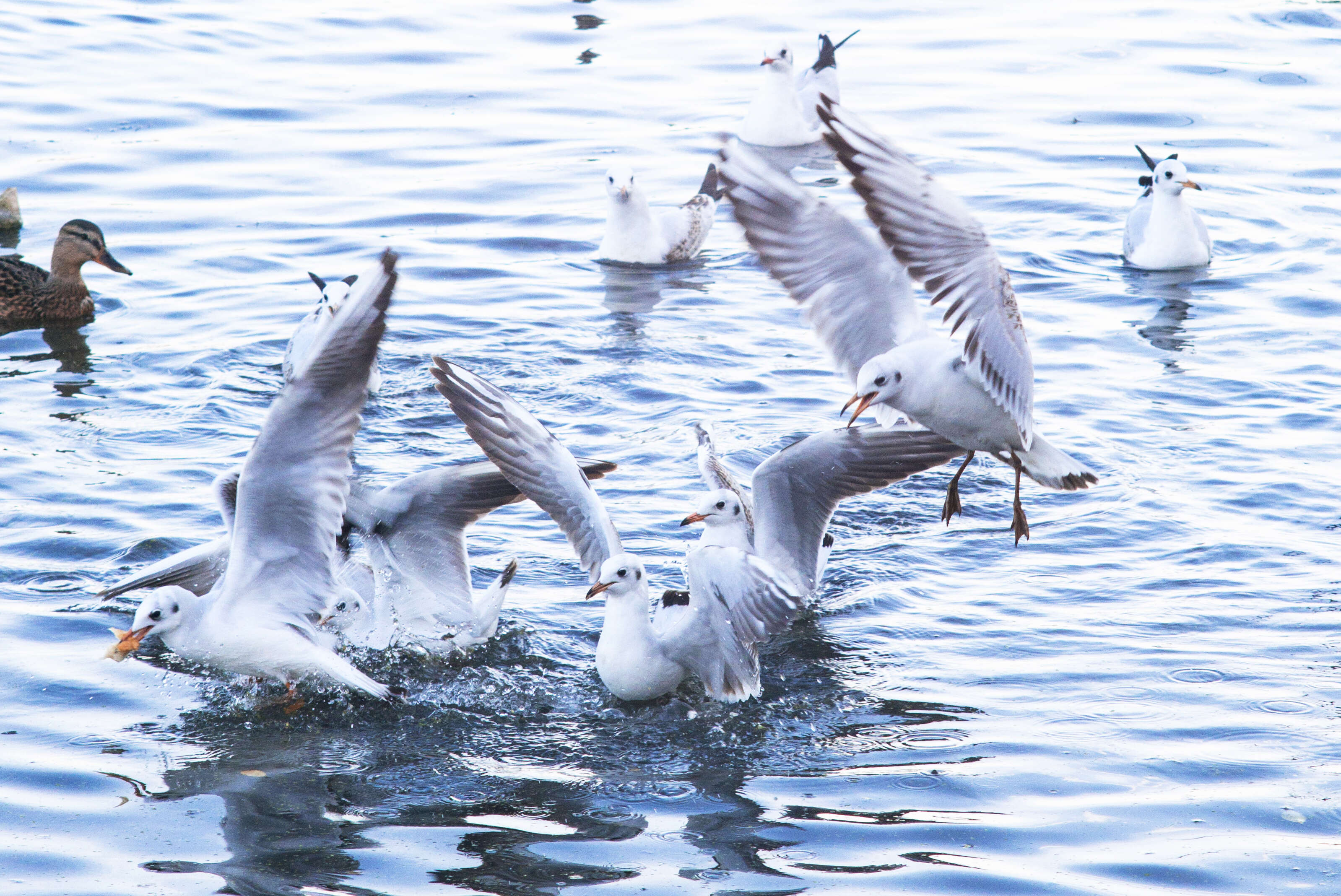 Image of Black-headed Gull