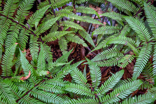 Image of Rough Tree Fern