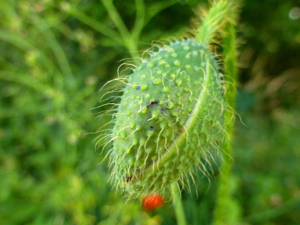 Image of corn poppy