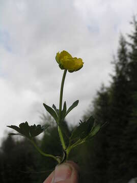 Image of Ranunculus montanus Willd.