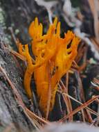 Image of Calocera viscosa (Pers.) Fr. 1821