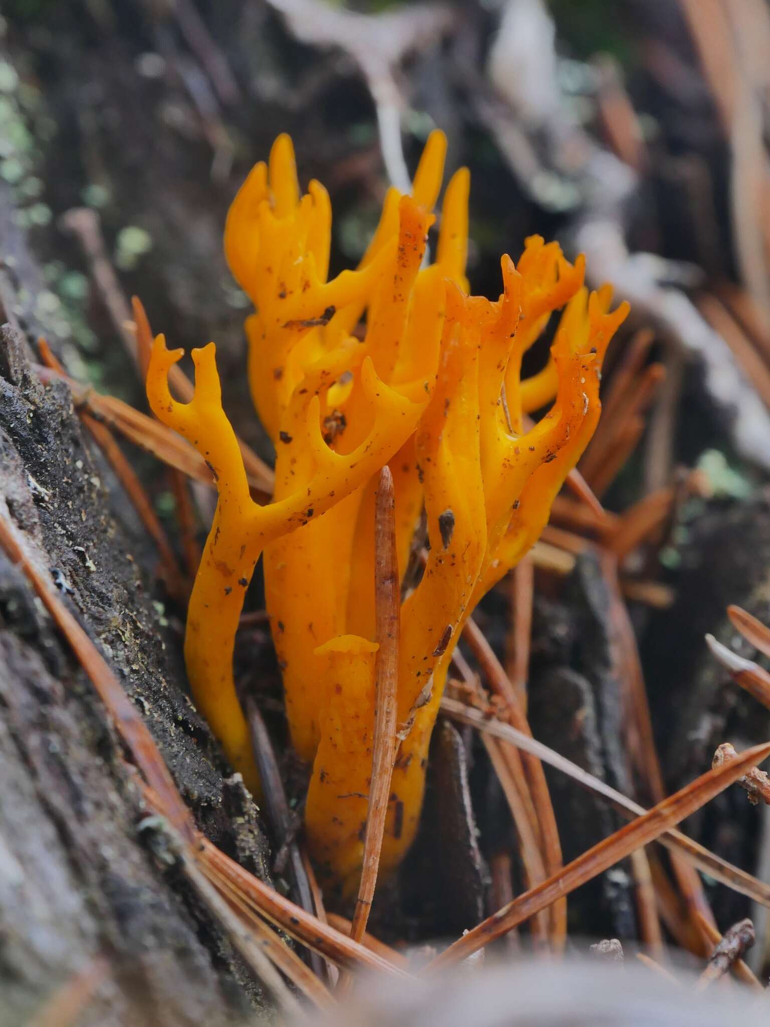 Image of Calocera viscosa (Pers.) Fr. 1821