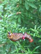 Image of Red-humped Caterpillar Moth