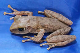 Image of Hong Kong Whipping Frog