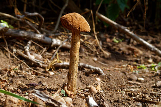 Image de Battarrea phalloides (Dicks.) Pers. 1801