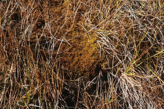 Image of Low sphagnum moss