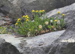 Lorandersonia peirsonii (D. D. Keck) Urbatsch, R. P. Roberts & Neubig resmi