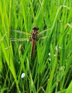 Image of Blue Chaser