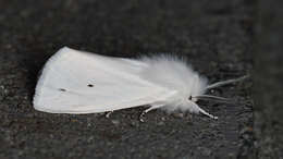 Image of Virginian Tiger Moth