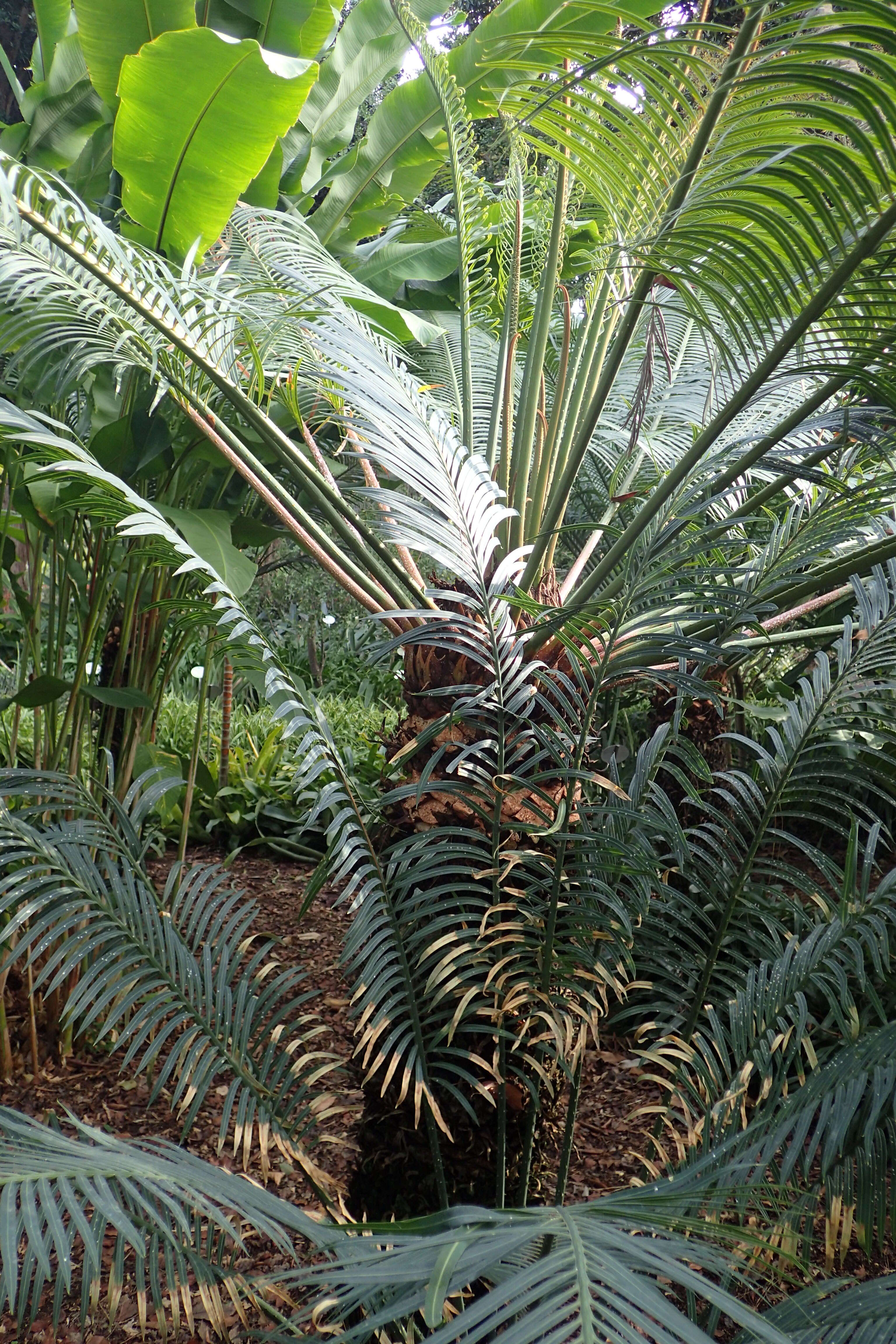 Image de Cycas riuminiana Porte ex Regel