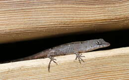 Image of Bahaman brown anole