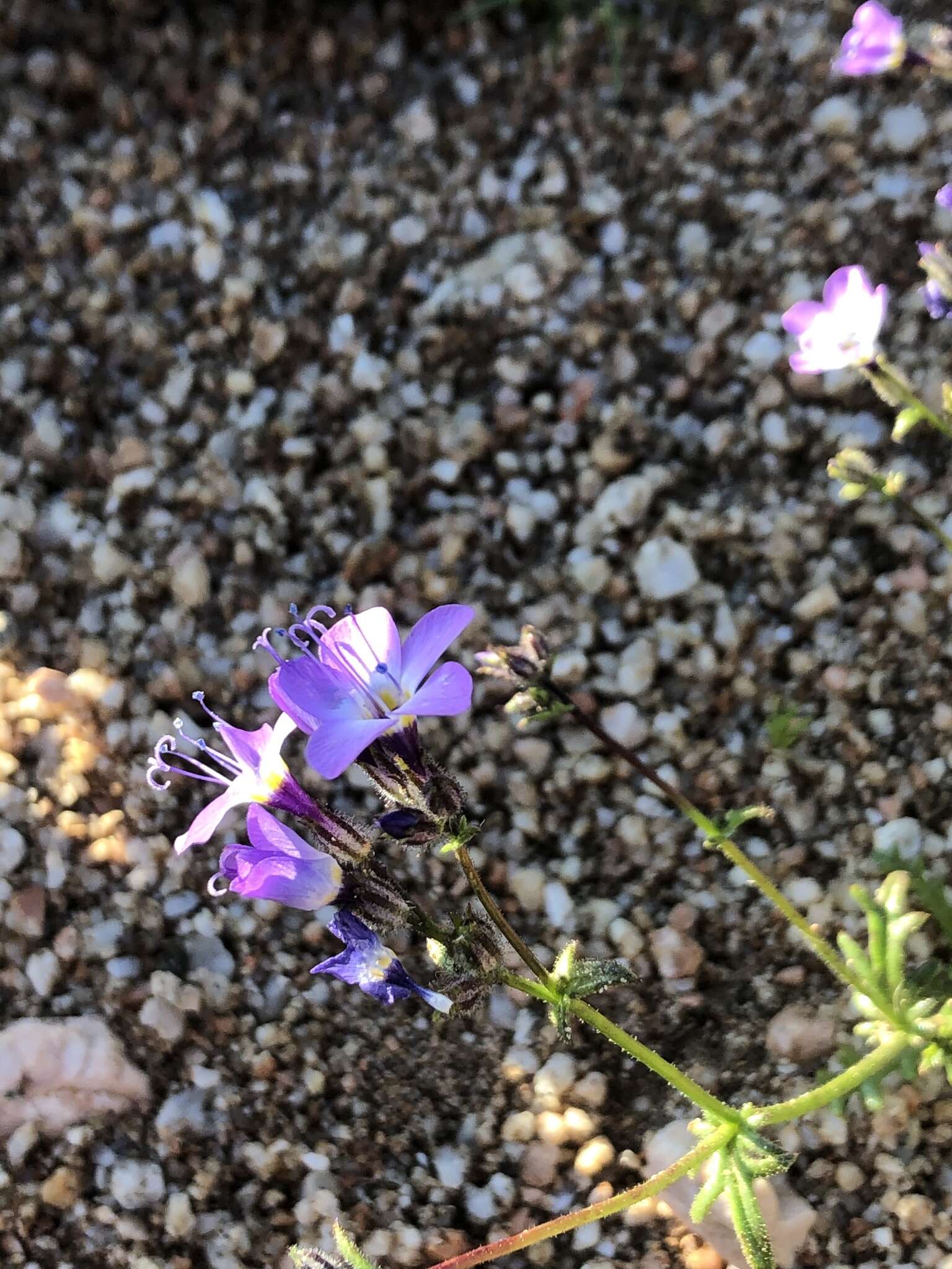 Image of Nevada gilia