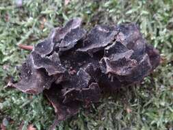 Image of Bearded jellyskin