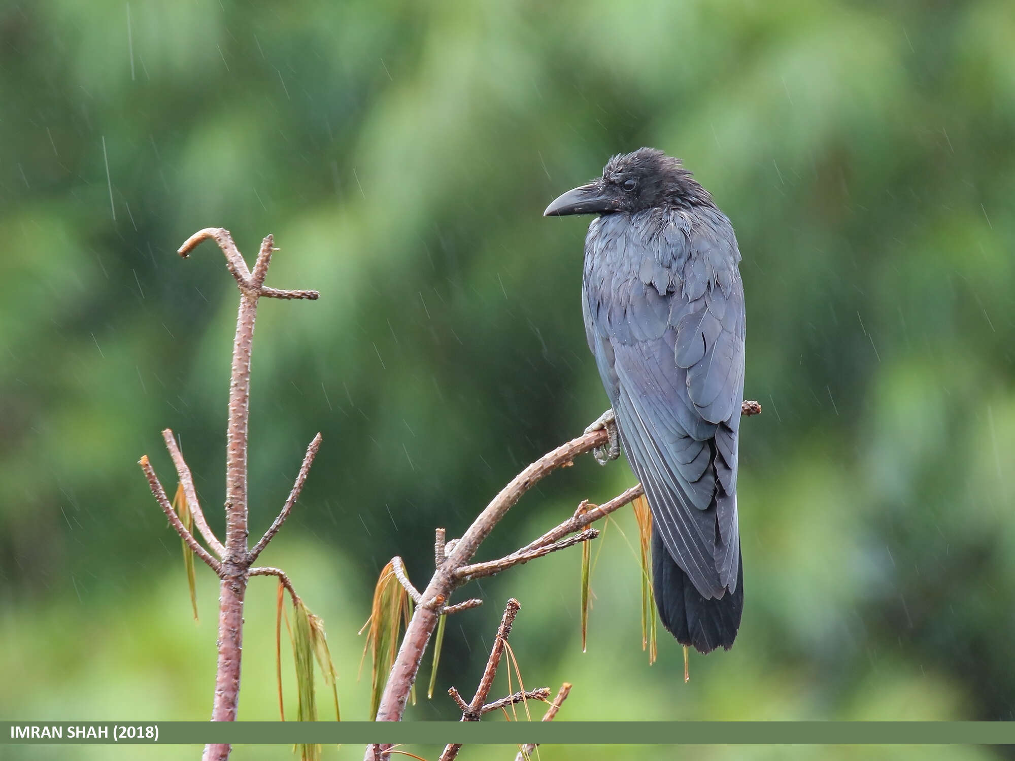 Image of Large-billed Crow