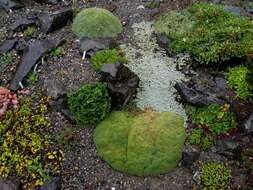 Image of Dianthus anatolicus Boiss.