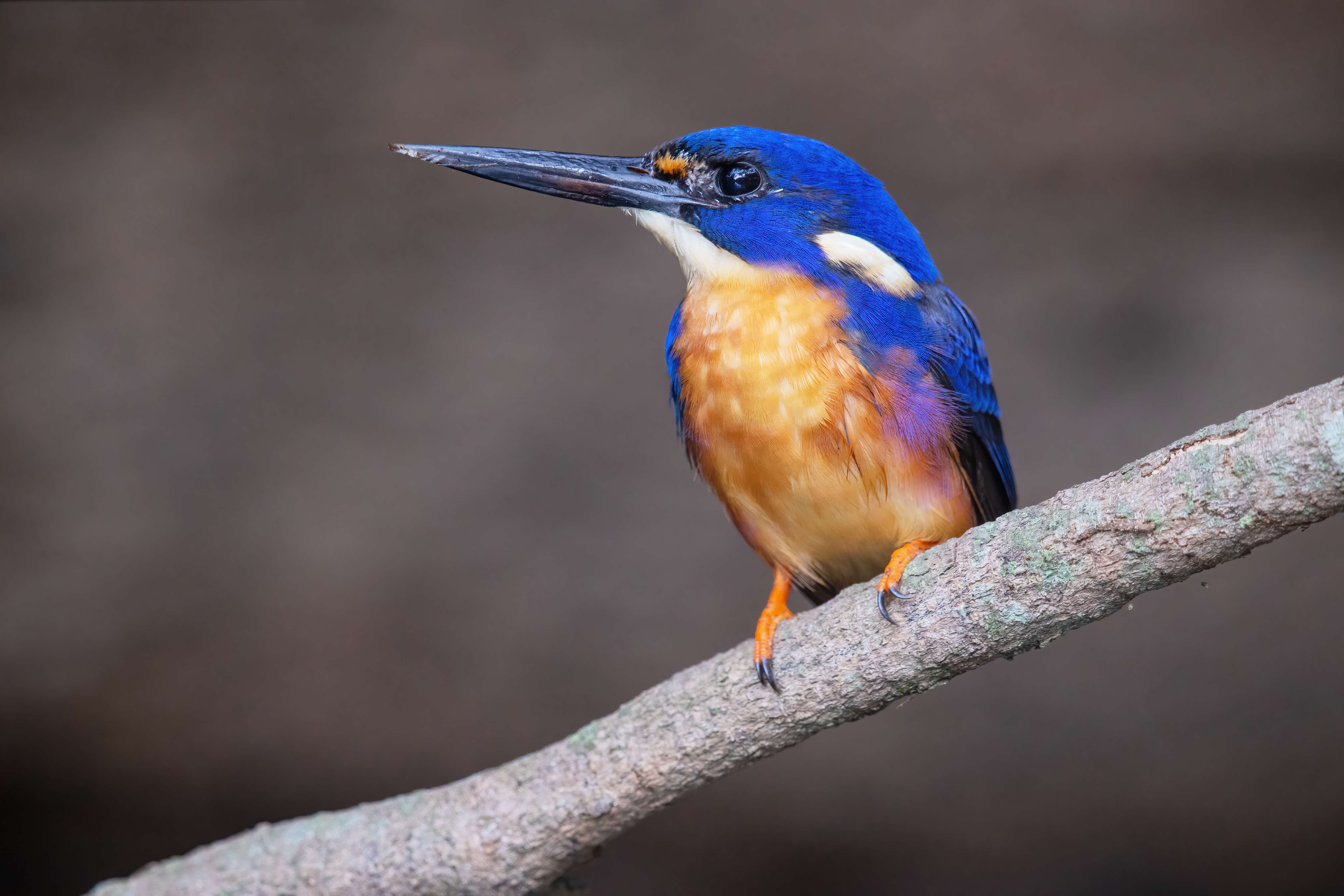 Image of Azure Kingfisher