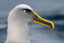 Image of Buller's Albatross