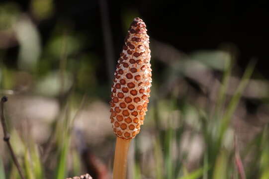 Image of field horsetail