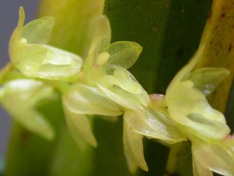 Image of Acianthera hygrophila (Barb. Rodr.) Pridgeon & M. W. Chase