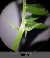 Image of Fine-leaf vetch