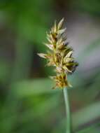 Image of Carex arenicola F. Schmidt