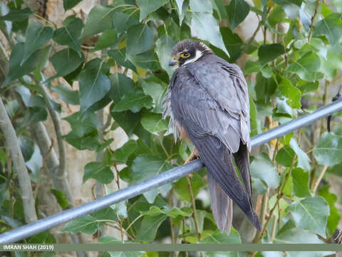 Image of Eurasian Hobby