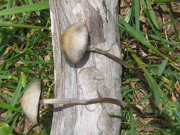 Panaeolina castaneifolia (Murrill) Bon 1979 resmi