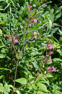 صورة Silene dioica (L.) Clairv.