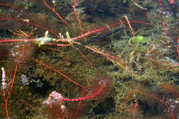 Image of twoleaf watermilfoil