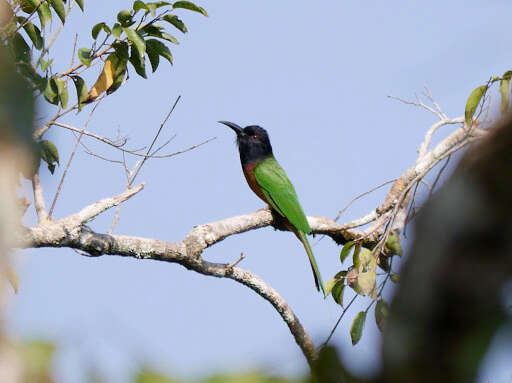 Image of Black-headed Bee-eater