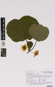 Image de Actinidia chinensis Planch.